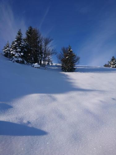 a snow covered field with trees in the background at Au Nid de Caroline gîte 4 étoiles in Arette
