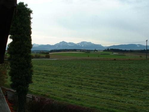 un campo verde con un albero e montagne sullo sfondo di Haus Obermayer a Laufen