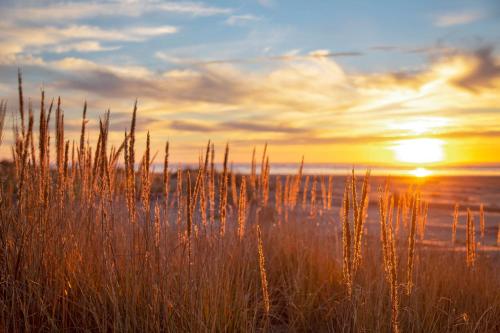 a field of tall grass with the sunset in the background at Hi-Tide Resort in Moclips
