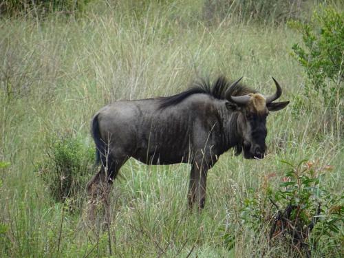 a bull standing in a field of tall grass at Schrikkloof Private Nature Reserve, home of The Lions Foundation in Bela-Bela