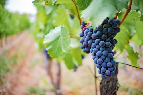Φωτογραφία από το άλμπουμ του Naumburger Wein & Sekt Manufaktur - Pension 1824 σε Naumburg
