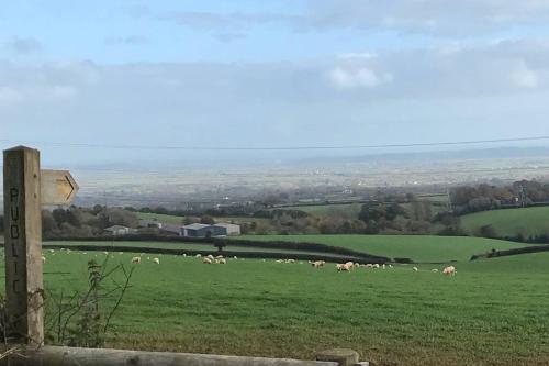 a herd of animals grazing in a green field at The Cheese Room, self-contained cosy retreat in the Quantock Hills in Bridgwater