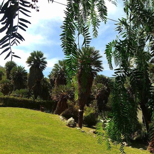 a group of palm trees in a park at Palmares al cerro in Capilla del Monte