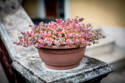 Photo de la galerie de l'établissement Casa Franca, à Pettenasco