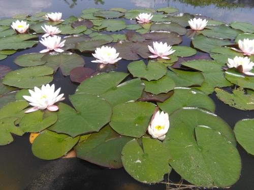 a group of white flowers in a pond at Naturpark Vendégház in Alsószölnök