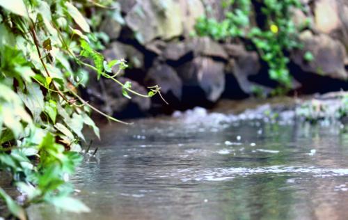 a close up of a stream of water with plants at Aldora Holiday Homes in Vythiri