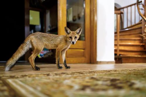 宿泊客と一緒にZseri Vadászházに滞在中のペット