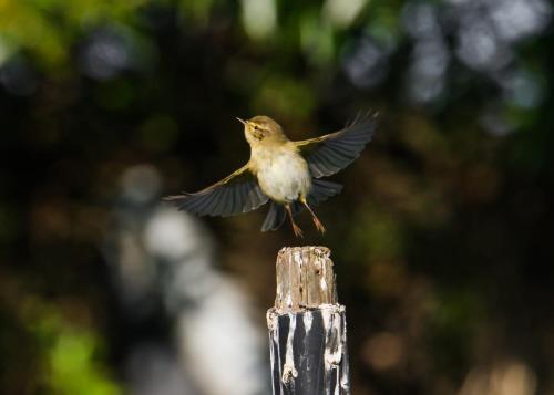 a small bird flying over a wooden post at Apartamentos na Quinta Altavista do Carvalhal in Zambujeira do Mar