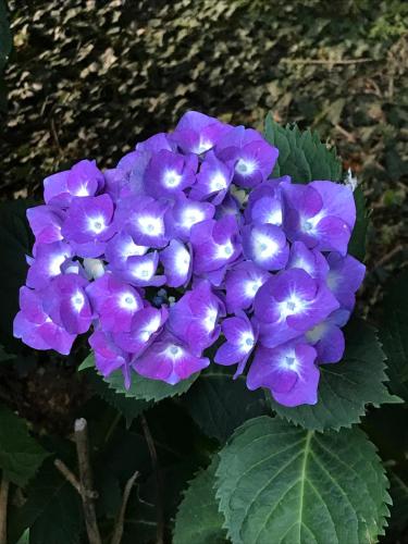 a close up of a purple flower at CHATEAU D HUGLEVILLE in Hugleville-en-Caux