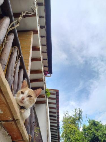a cat is sitting on the side of a building at Casona CHARA in Barichara