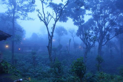 a foggy forest with trees and plants in the foreground at Carmelia Haven Resort Thekkady in Thekkady