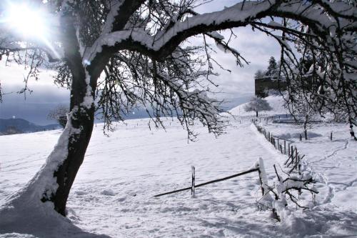 a snow covered field with a tree and a fence at Alte Volksschule - schual in gradne in Liebenfels
