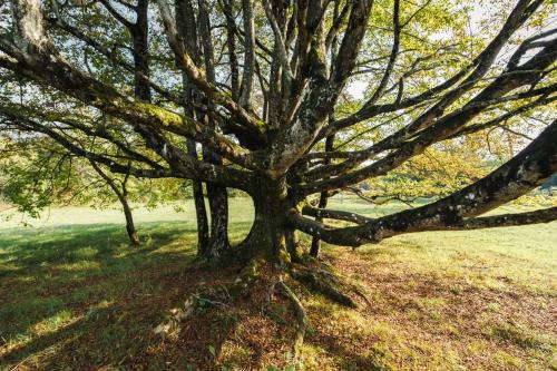 a large tree in a grassy field at B&B AL VECCHIO CARPINO in Farra