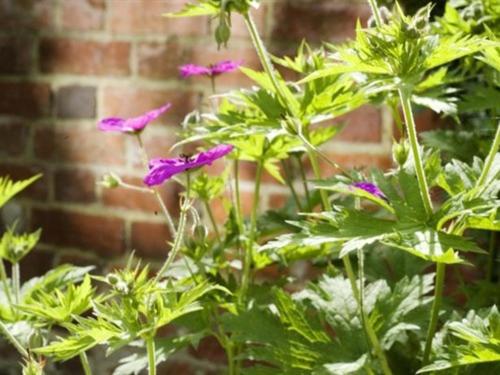 a group of purple flowers in front of a brick wall at Canterbury Hotel Cottages and Apartment's in Canterbury
