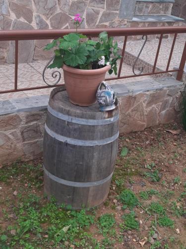 a cat sitting on a barrel with a potted plant at Peaceful house near Airport in Pikérmion