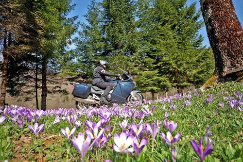 a man riding a scooter in a field of flowers at Hotel Sauerbrey in Osterode