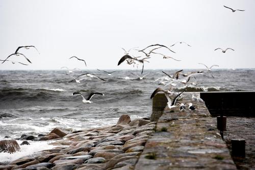 a flock of birds flying over the ocean at Kivikstrand Badhotell in Kivik