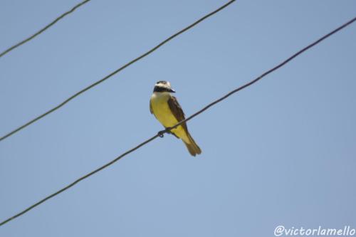 a bird perched on a wire at A Casinha Lumiar in Lumiar