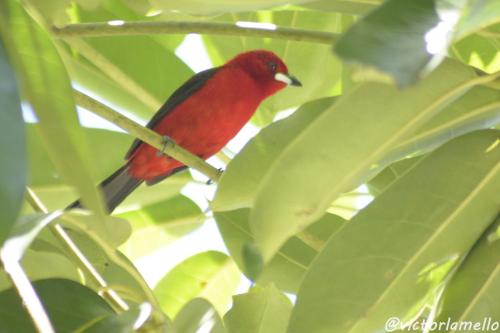 a red bird perched on top of a tree branch at A Casinha Lumiar in Lumiar