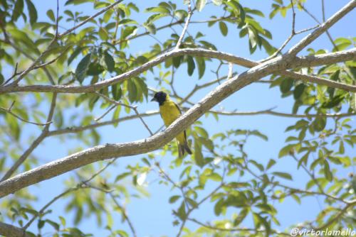 a yellow bird perched on a tree branch at A Casinha Lumiar in Lumiar