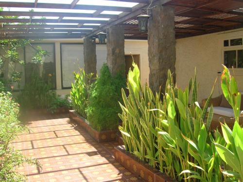 a garden with plants and a patio with a building at Iquique Beachfront in Iquique