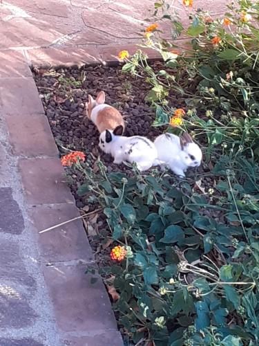 two dogs are laying in a flower garden at Agriturismo Bocci in Castiglione della Pescaia