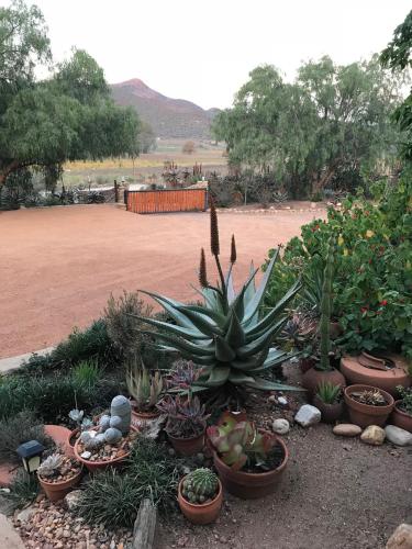 a bunch of cacti and other plants in a garden at Koedoeskloof Guesthouse in Ladismith