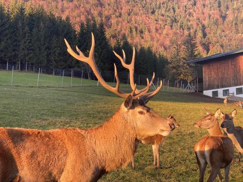 a group of deer standing in a field at Berghof Haselsberger in Sankt Johann in Tirol