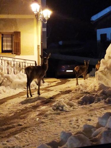 two deer standing on a street at night at Siora Lina Appartamenti in Vigo di Cadore