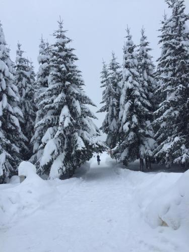 a person walking through a snow covered forest with snow covered trees at Holiday Home Mrljes in Rast