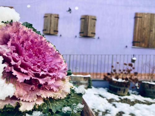a bunch of purple and white flowers in the snow at Cascina La Maddalena Bed & Wine in Rocca Grimalda