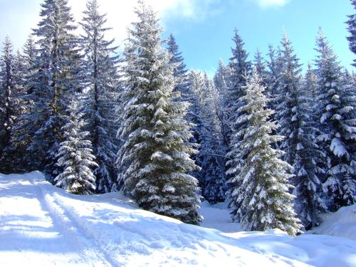 a group of snow covered trees in a forest at Hotel zur Post in Rohrdorf