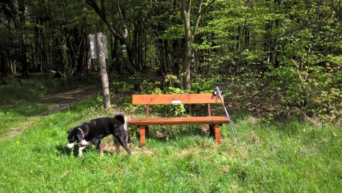 a dog standing next to a bench in the grass at Haus-Iris-Mauerbach in Mauerbach