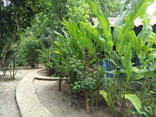 a garden with green plants and a road at Pousada Horizonte Azul in Ilha de Boipeba