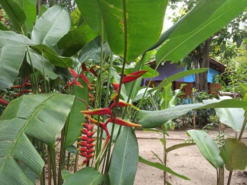 a plant with red flowers and green leaves at Pousada Horizonte Azul in Ilha de Boipeba