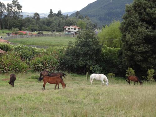 a group of horses grazing in a field at La Isabela Estancia Ecuestre in Tabio
