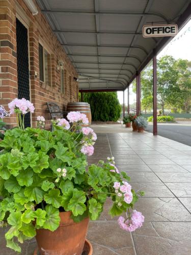 a pot of pink flowers sitting on the side of a building at Crows Nest Motel in Crows Nest
