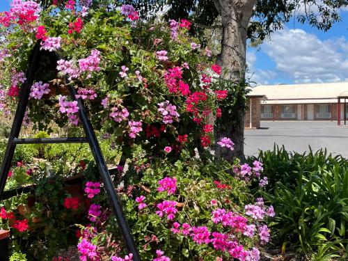 a pile of flowers in front of a tree at Crows Nest Motel in Crows Nest