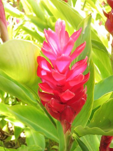 a red flower on a plant with green leaves at The West Inn Kauai in Waimea