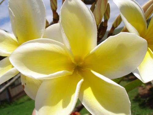 a close up of a yellow flower on a tree at The West Inn Kauai in Waimea