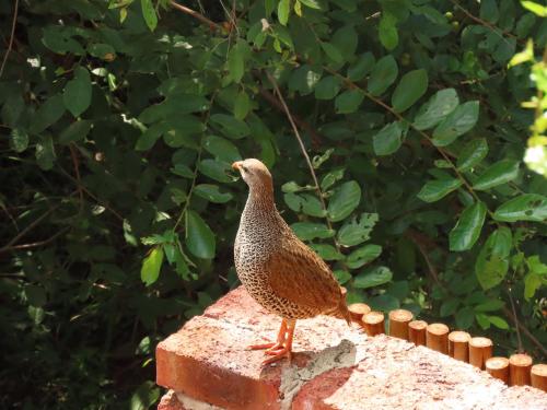 ロッジの敷地内または近くにいる動物
