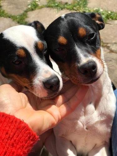 two dogs are being held by a persons hand at Agroturismo Anziola in Oiartzun