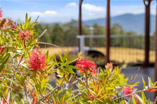 a bush with red flowers in front of a building at Manfield Country Bruny Island in Alonnah