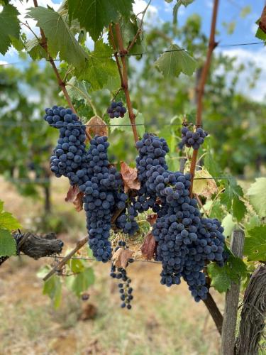 a bunch of grapes hanging from a tree at Villa Medicea di Lilliano in Grassina