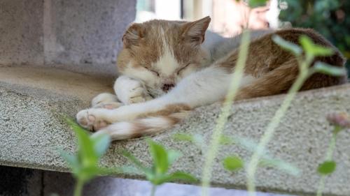 a cat is sleeping on a concrete ledge at Agriturismo Salcino in Grosseto