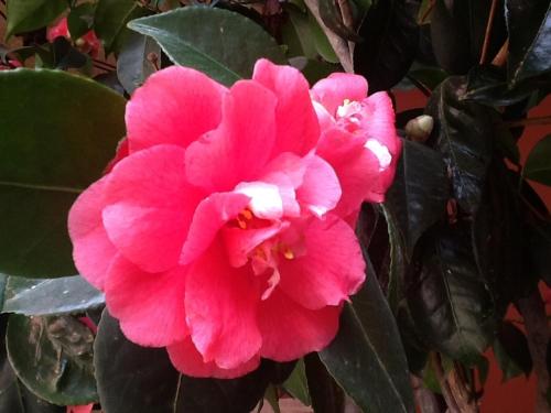 a pink flower on a tree with green leaves at La Locanda del Melograno in Moncalvo