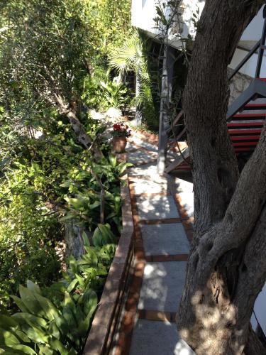 a pathway leading to a garden with a tree at Villa Greta Hotel Rooms & Suites in Taormina