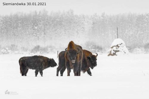 a group of cows standing in the snow at Lipowy Zakątek to miejsce bez gospodarzy i na wyłączność in Siemianówka