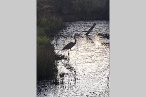two birds are standing in the water at Little House by the Pond in Oneida