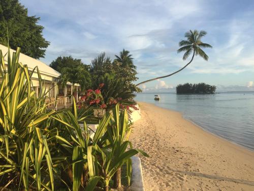 a beach with a house and a palm tree and the water at Moorea Beach Lodge in Moorea